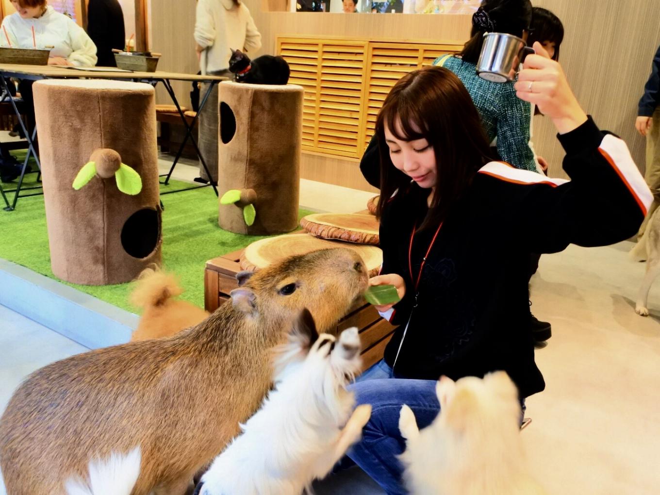 大阪のおすすめ動物カフェ10選 可愛い動物に思いきり癒されよう Playlife プレイライフ