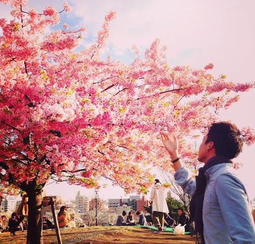 22年決定版 東京都内で お花見に絶対外さない桜の名所23選 Playlife プレイライフ