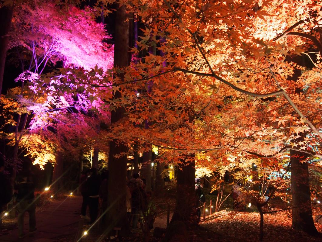 幻想的な世界 松島 円通院の紅葉ライトアップ 宮城 Playlife プレイライフ