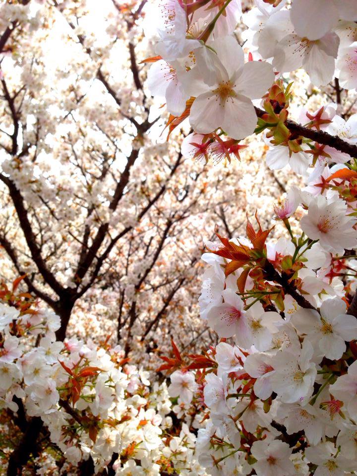 桜 花見をするなら1度は行きたい 京都の絶景 原谷苑 はらだにえん Playlife プレイライフ