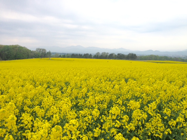 滝川 絶景 スケール感が最高 日本一の菜の花畑 Snsブームで人気観光地の仲間入り Playlife プレイライフ