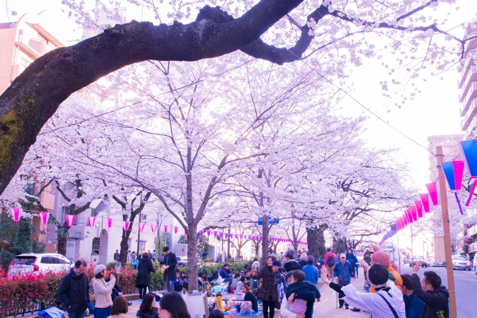 東京に桜の絶景 播磨坂さくら並木 は花見の穴場 カフェで桜を見ながらケーキも Playlife プレイライフ