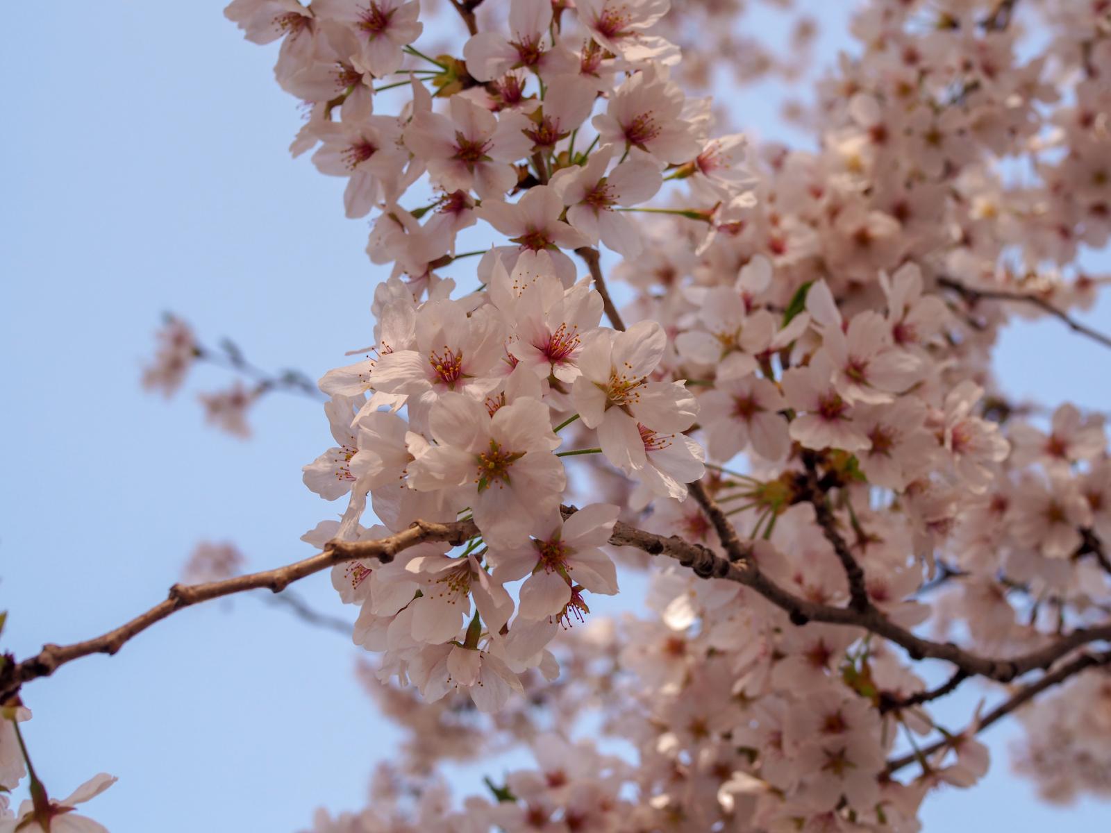 桜 菜の花 関東最強の桜の名所 埼玉県幸手市の権現堂桜堤が絶景すぎ Playlife プレイライフ