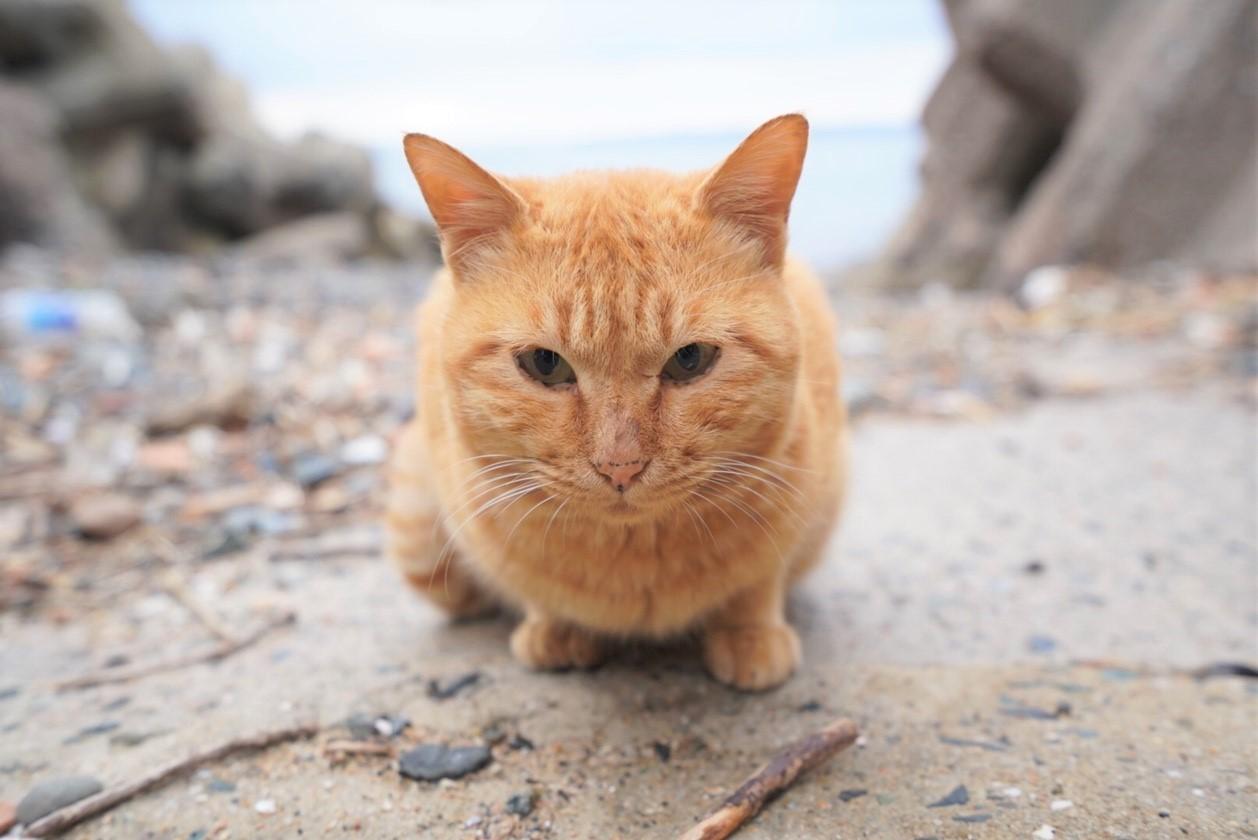 糸島の猫島 姫島 って知ってる 無料で猫と触れ合って牡蠣を食べまくる贅沢コース Playlife プレイライフ