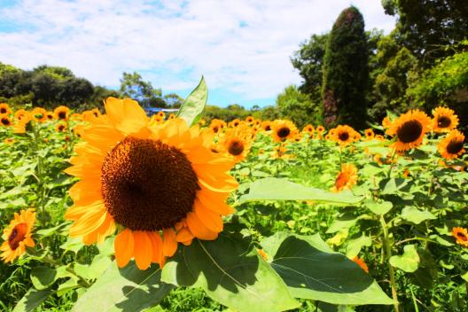 関西景色のいいカフェに選ばれた 長居公園に咲くひまわり畑と穴場カフェで過ごす最高のなつやすみ Playlife プレイライフ