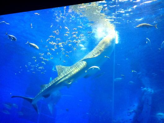 世界最大級 海の生き物たちに触れ合える 沖縄美ら海水族館 完全ガイド Playlife プレイライフ