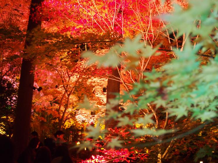 幻想的な世界 松島 円通院の紅葉ライトアップ 宮城 Playlife プレイライフ