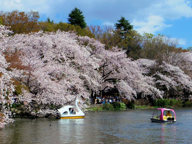 井の頭公園でピクニック 四季折々の景色を観ながら半日デートをしよう Playlife プレイライフ