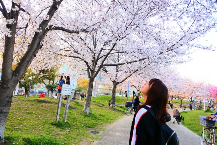 梅田から7分 最寄り駅から徒歩1分 大阪でお花見を楽しむなら駅近の扇町公園で決まり Playlife プレイライフ