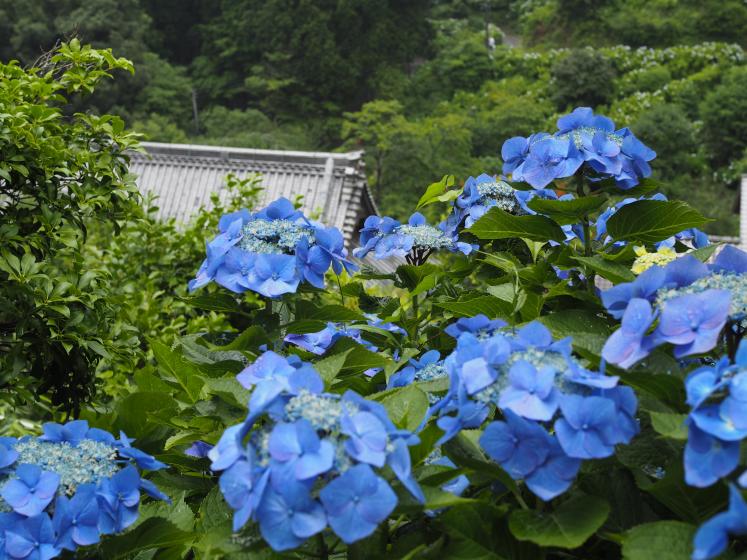 大多喜 まさに秘境 これから見頃の千葉の紫陽花の名所 麻綿原ブルーを堪能しよう Playlife プレイライフ