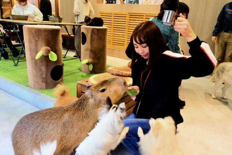 大阪のおすすめ動物カフェ10選 可愛い動物に思いきり癒されよう Playlife プレイライフ