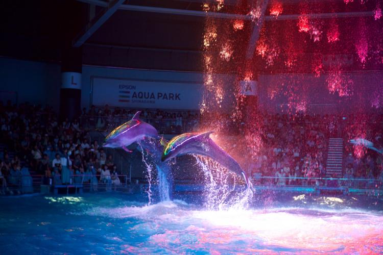 東京都内の水族館特集 雨の日デートも大丈夫 都内おすすめ水族館まとめました Playlife プレイライフ