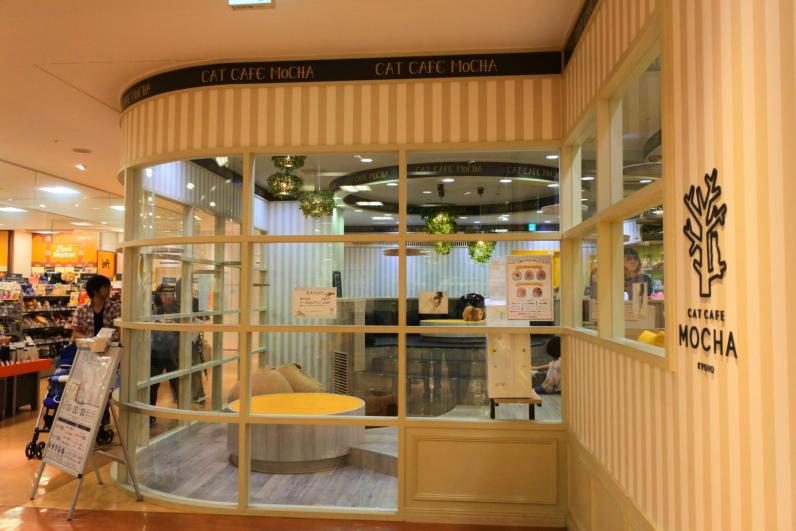 猫カフェ Mocha 京都河原町店の店舗情報 味 雰囲気 アクセス等 Playlife プレイライフ